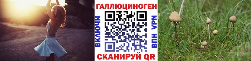 купить наркотики цена  даркнет наркотические препараты  Псилоцибиновые грибы Magic Shrooms  Бикин 
